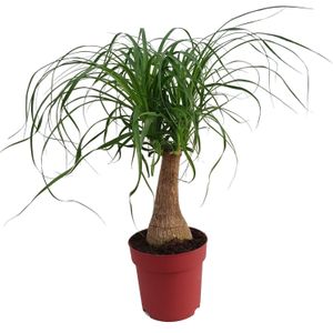 Olifantenpoot (Beaucarnea 'Maya Palm') D 19 H 60 cm