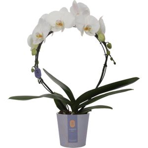 Vlinderorchidee boog 2 tak (Phalaenopsis 'Moon White') D 12 H 45 cm