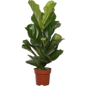 Vioolbladplant (Ficus lyrata) D 17 H 65 cm