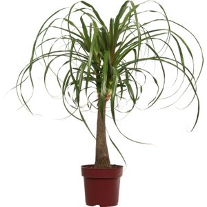 Olifantenpoot (Beaucarnea 'Maya Palm') D 24 H 85 cm