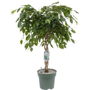 Treurvijg op gevlochten stam (Ficus benjamina 'Adora') D 27 H 120 cm