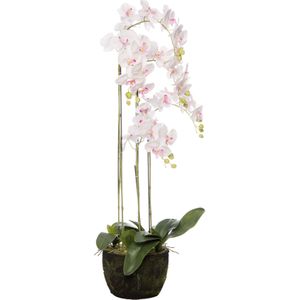 Kunstplant Vlinderorchidee | Ø 45 H 115 cm wit / roze | groot | in pot | voor binnen | Intratuin