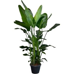 Paradijsvogelplant XXL (Strelitzia nicolai) D 35 H 190 cm