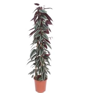 Begonia klimop (Cissus discolor) D 27 H 150 cm