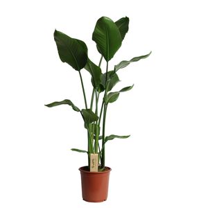 Paradijsvogelplant (Strelitzia nicolai) D 21 H 100 cm