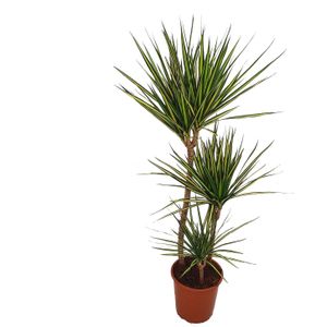 Drakenbloedboom (Dracaena marginata 'Golden Dragon') D 21 H 110 cm