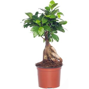 Chinese vijg (Ficus microcarpa 'Ginseng') D 12 H 35 cm