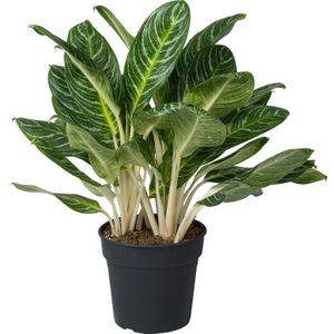 Aglaonema (Aglaonema 'Key Lime' ) D 27 H 80 cm