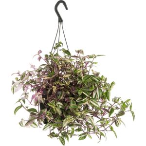 Vaderplant in hangpot (Tradescantia fluminensis 'Quadricolor') D 17 H 35 cm