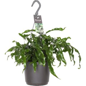 Kangoeroevaren in hangpot (Microsorum diversifolium) D 18 H 30 cm