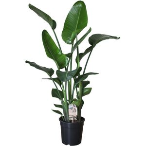 Paradijsvogelplant (Strelitzia nicolai) D 24 H 110 cm
