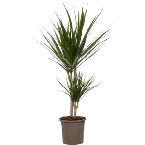 Drakenbloedboom (Dracaena marginata 'Magenta') D 19 H 100 cm