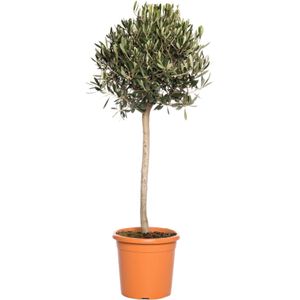 Olijfboom (Olea europaea) H 100 cm