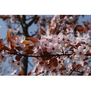 Rode kerspruim (Prunus cerasifera 'Nigra') H 160 m