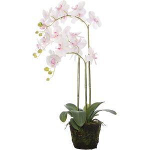 Kunstplant Vlinderorchidee | Ø 35 H 85 cm wit / roze | groot | in pot | voor binnen | Intratuin