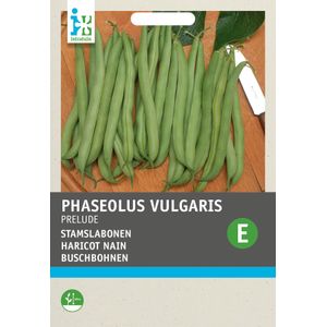Intratuin groentezaad Stokslaboon (Phaseolus vulgaris 'Prelude')