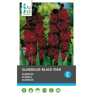 Intratuin bloembollen Gladiool (Gladiolus 'Espresso') 10 stuks