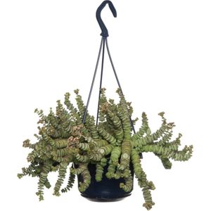 Crassula in hangpot (Crassula marnieriana 'Hottentot') D 14 H 25 cm