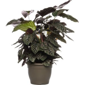 Calathea (Calathea sanderiana 'Ornata') D 24 H 80 cm