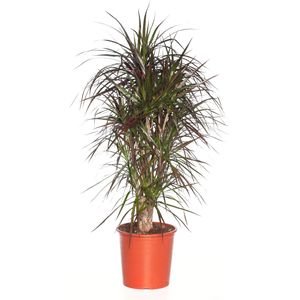 Drakenbloedboom (Dracaena marginata) D 32 H 150 cm