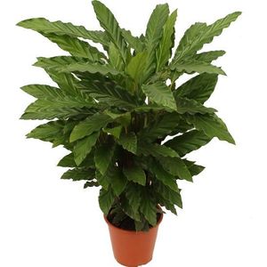 Calathea (Calathea rufibarba 'Miroscha') D 19 H 75 cm