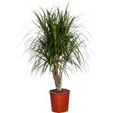 Drakenbloedboom (Dracaena marginata) D 27 cm