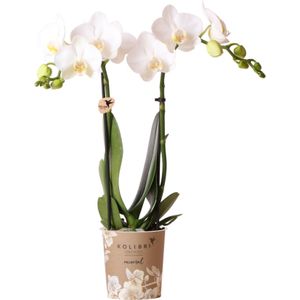 Mini Vlinderorchidee 2 tak (Phalaenopsis kolibri) wit D 9 H 40 cm