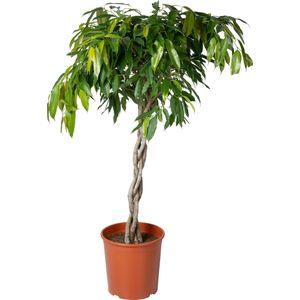 Rubberboom (Ficus binnendijkii 'Amstel King') D 30 H 140 cm