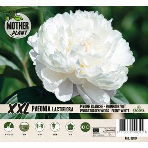 Florex Moederplant Pioenroos (Paeonia) wit
