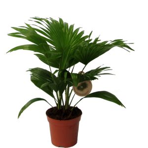 Waaierpalm (Livistona rotundifolia) D 14 H 40 cm