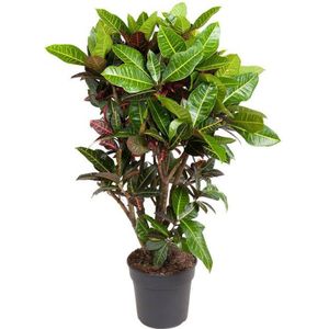 Croton (Codiaeum 'Petra') D 31 H 130 cm