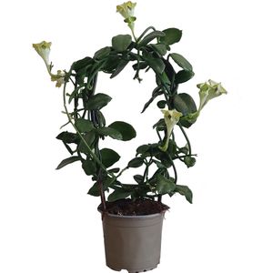 Lantaarnplantje op boog (Ceropegia sandersonii) D 12 H 40 cm
