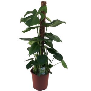 Gatenplant (Monstera deliciosa) D 19 H 80 cm