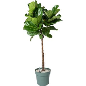 Vioolbladplant op stam (Ficus lyrata) D 27 H 140 cm