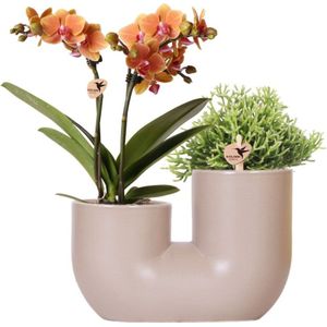 Intratuin Arrangement Tube Vlinderorchidee (Phalaenopsis) oranje 18 x 12 x 40 cm