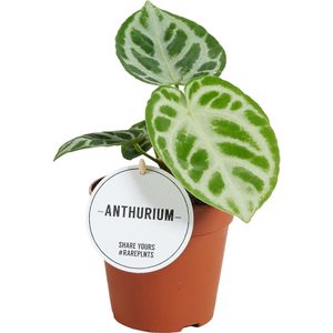 Aderplant (Anthurium crystallinum 'Silver Blush') D 12 H 30 cm
