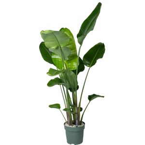 Paradijsvogelplant (Strelitzia nicolai) D 27 H 150 cm