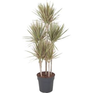 Drakenbloedboom (Dracaena marginata 'Bicolor') D 31 H 150 cm