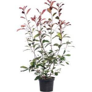 Glansmispel (Photinia x fraseri 'Red Robin') H 30-40 cm