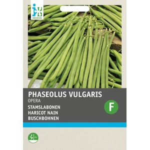 Intratuin groentezaad Stokslaboon (Phaseolus vulgaris 'Opera gourmet')