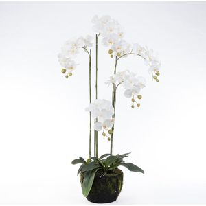 Kunstplant Vlinderorchidee 48 x 42 x 115 cm wit | in pot | voor binnen | Intratuin