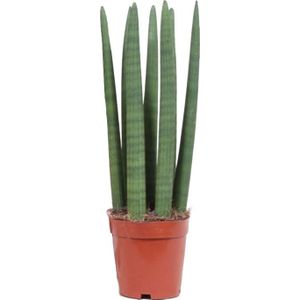 Vrouwentong (Sansevieria cylindrica 'Straight') D 12 H 40 cm
