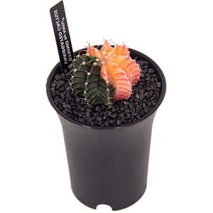 Bonte Cactus (Gymnocalycium mihanovichii 'Variegata') D 6,5 H 13 cm