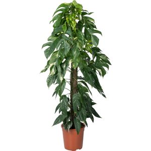 Drakenklimop op duurzame klimstok (Epipremnum pinnatum 'Albo Variegata') D 24 H 125 cm