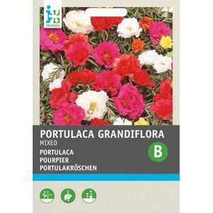 Intratuin bloemenzaad Portulaca dubbel gemengd (Portulaca Grandiflora)