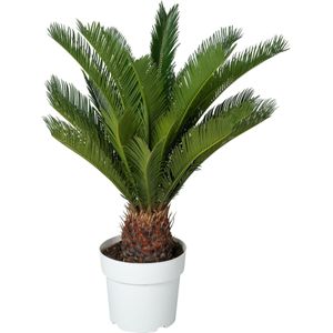 Varenpalm (Cycas revoluta) D 23 H 75 cm