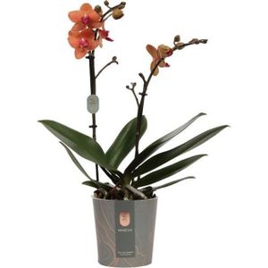 Vlinderorchidee 2 tak (Phalaenopsis multiflora) oranje D 12 H 50 cm