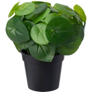 Kunstplant Pannenkoekplant 26 x 26 x 26 cm | in pot | voor binnen | Intratuin