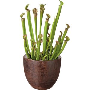 Trompetbekerplant (Sarracenia) D 12 H 35 cm