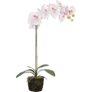 Kunstplant Vlinderorchidee 35 x 20 x 63 cm wit roze | in pot | voor binnen | Intratuin